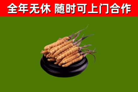 营山烟酒回收冬虫夏草.jpg