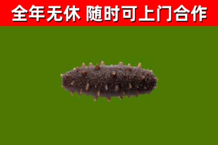 营山烟酒回收干海参.jpg